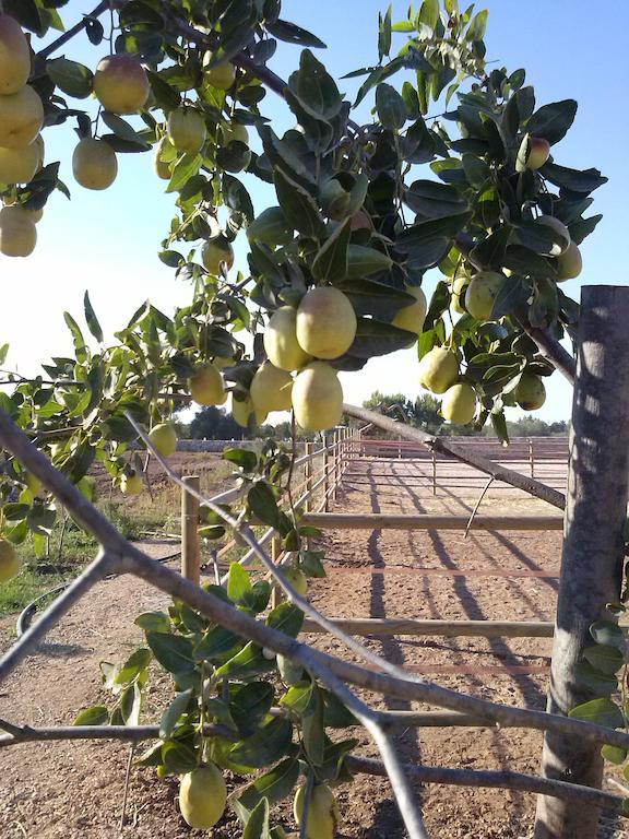 Masseria Sucea Мартано Екстер'єр фото